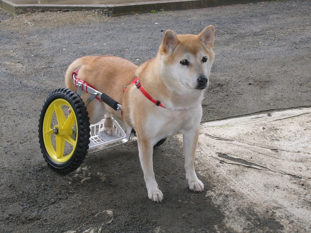 犬用車椅子、柴犬用４輪車、犬の車椅子 - ペット用品